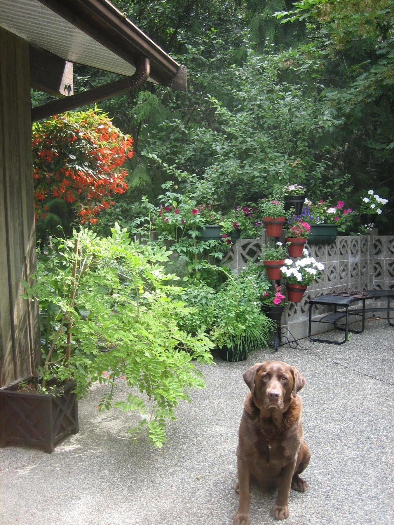 Misty Meadows B&B Langford Exterior foto